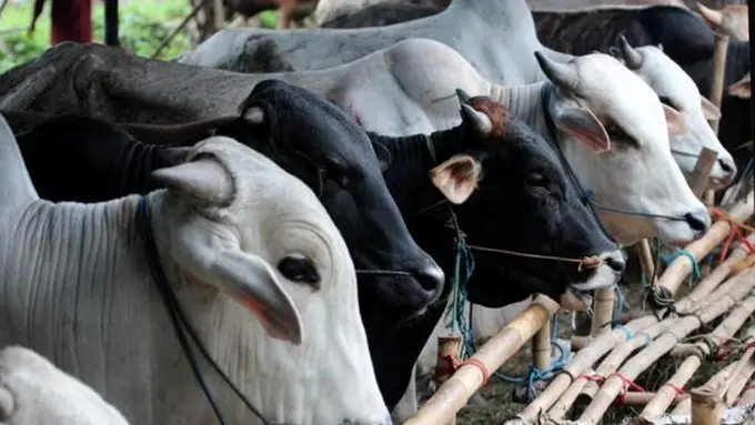 Ilustrasi hewan qurban.