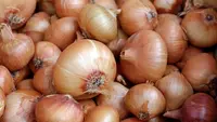 Bawang Bombai Ilegal Asal Belanda Masuk Indonesia, Begini Reaksi Keras Mentan Amran