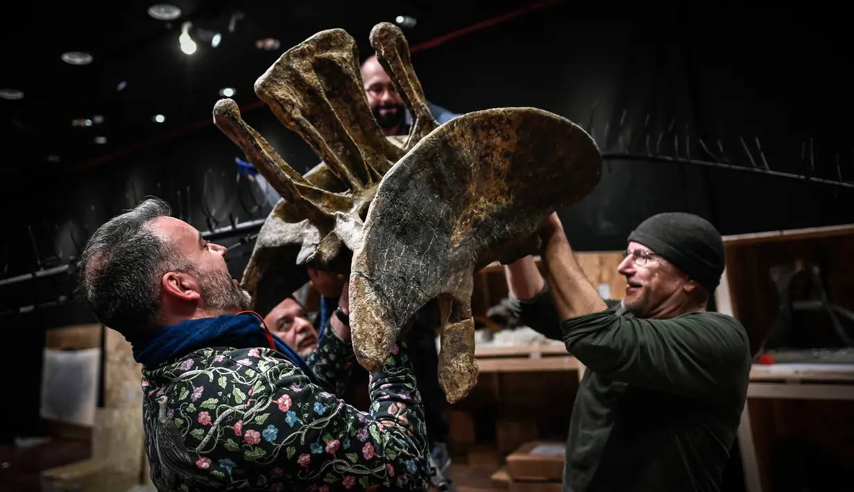 Pakar asal Italia merakit kerangka dinosaurus, Diplodocus dan Allosaurus sebelum mulai dilelang di Balai lelang Drouot, Paris, Jumat (6/4). Dua fosil hewan purbakala tersebut diperkirakan berusia 161 hingga 145 juta tahun. (STEPHANE DE SAKUTIN/AFP)