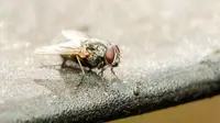 Lalat dihubungkan dengan banyak penyakit seperti tifus dan disentri. Karena itu, sebaiknya Anda menjauhkan lalat dari makanan.