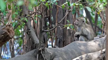 Aktivitas monyet di Suaka Margasatwa Muara Angke, Jakarta, Selasa (17/9/2019). Suaka Margasatwa Muara Angke akan dikembangkan sebagai pusat edukasi mangrove. (Liputan6.com/Herman Zakharia)