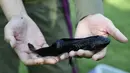 Keberadaan Axolotls yang terancam punah sedang dikembangbiakkan di laboratorium restorasi ekologi di Universitas Otonomi Meksiko (UNAM) di Xochimilco, Meksiko selatan (29/8/2014) (AFP PHOTO/RONALDO SCHEMIDT)