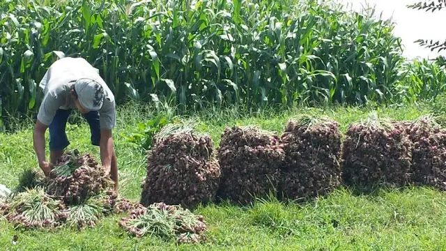 Petani bawang merah di sejumlah Kecamatan di Kabupaten Brebes mulai memasuki masa panen raya, Kamis (17/11/2016).