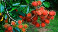 Ilustrasi buah rambutan