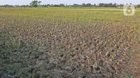 Kondisi sawah yang mengalami gagal panen di Desa Sukaringin, Sukawangi, Kabupaten Bekasi, Jawa Barat, Jumat (10/9/2021). Menurut petani, musim kemarau membuat sawah kekeringan dan gagal panen yang sudah berlangsung selama delapan bulan. (Liputan6.com/Herman Zakharia)