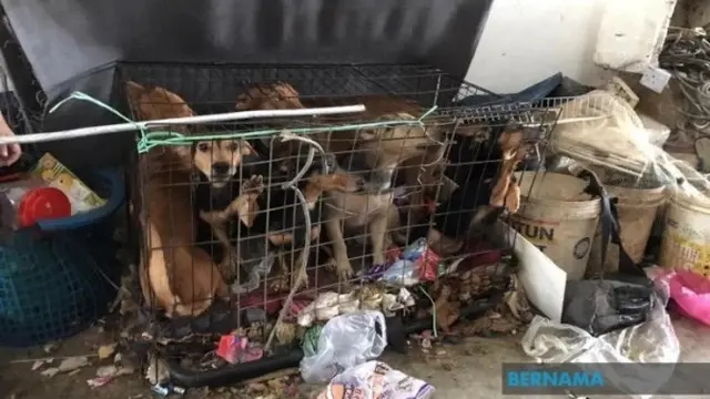 Kisah Haru 3 Bocah Merawat 13 Anjing Liar Meski Hidup Berkecukupan