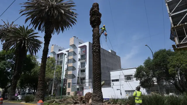 Pohon Palem Ikonik di Mexico City