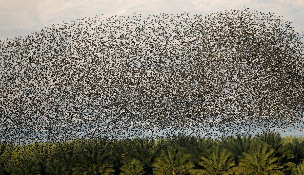 Migrasi burung jalak eropa (Sturnus vulgaris) terbang berkelompok sebelum hinggap untuk beristirahat dan tidur, terlihat di Lembah Jordan, Tepi Barat, sepanjang perbatasan dengan Yordania pada 3 Februari 2019. (MENAHEM KAHANA / AFP)