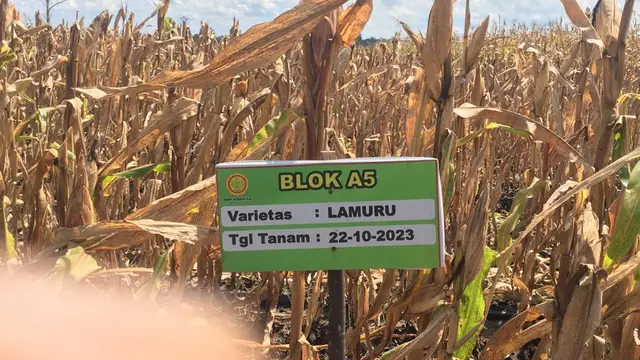 Keberhasilan panen jagung di food estate Gunung Mas.