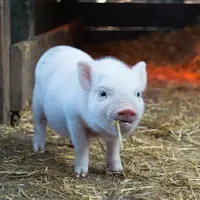 ilustrasi babi/Christopher Carson/unsplash