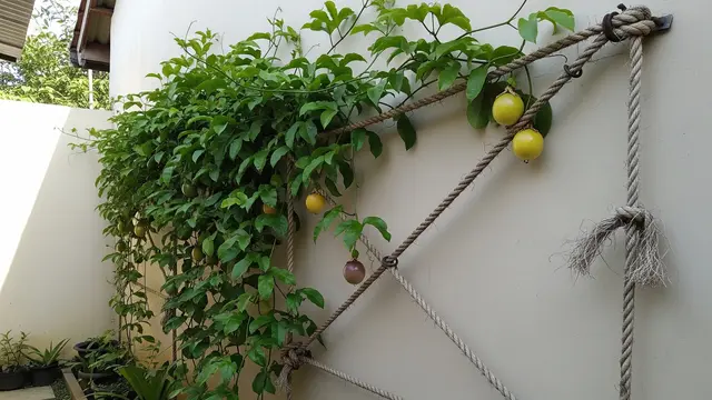 9 Inspirasi Kebun Rambat Markisa untuk Tembok Plesteran, Solusi Hijau Estetis