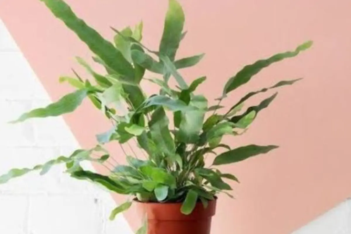 Pakis Bintang Biru atau Blue Star Fern