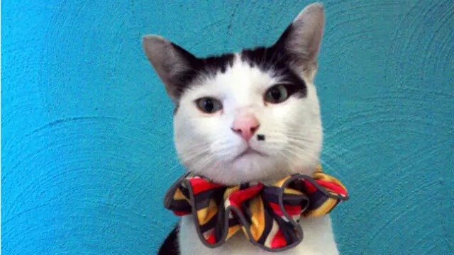 Kalung 'Gaptek' Buat Kucing Tak Jadi Predator