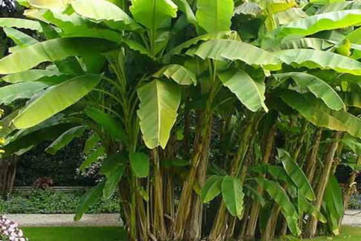 Pohon Pisang Bisa Jadi Sebuah Lukisan Indah dan Keren