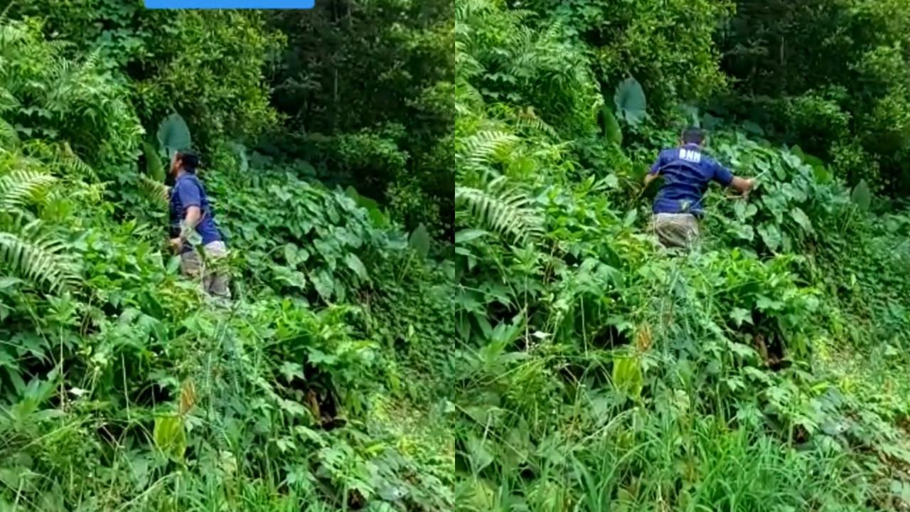 Bapak BNN cari tanaman hias di hutan liar