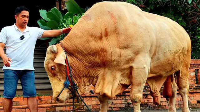 FOTO: Memiliki Berat 1,3 Ton, Begini Penampakan Sapi Kurban Jumbo Milik Irfan Hakim