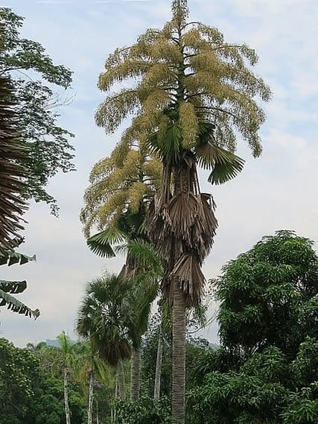 Suicide Palm