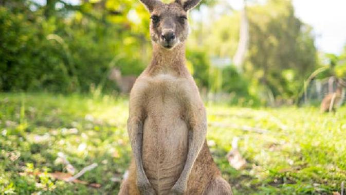Ilustrasi kanguru (iStock)