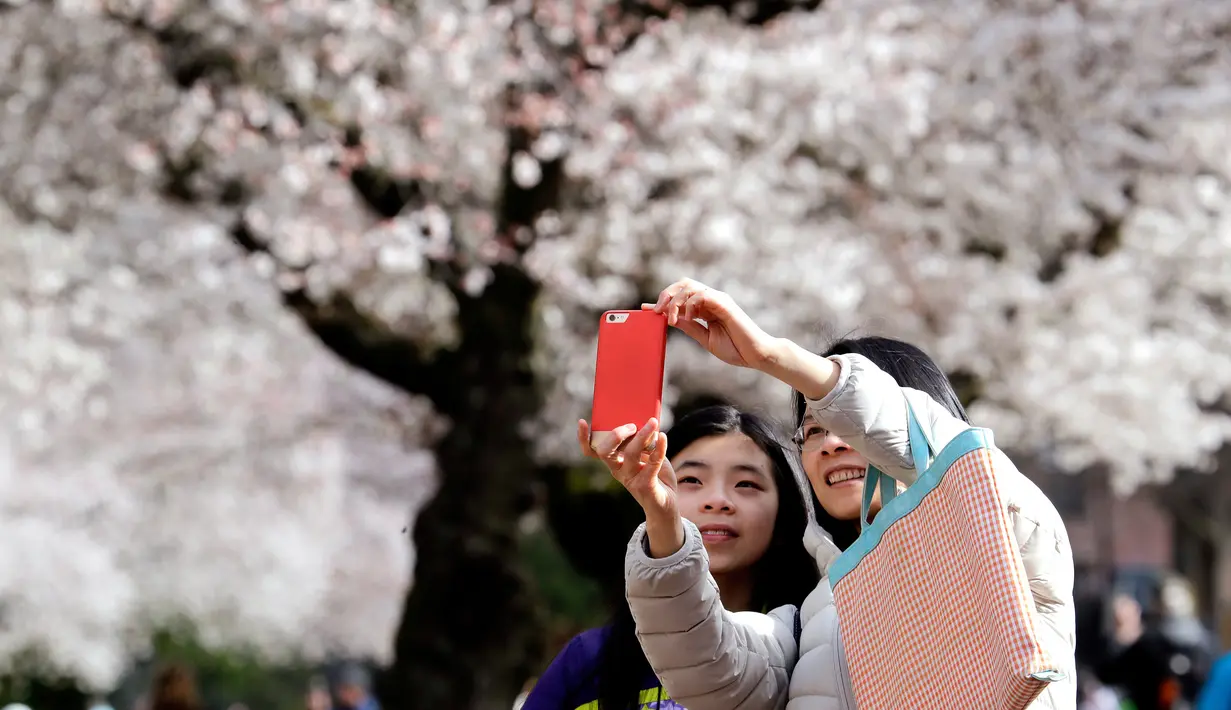 Wisatawan berswafoto dengan latar belakang bunga sakura yang bermekaran pada hari pertama musim semi di kampus Universitas Washington, Seattle, Selasa (20/3). Festival Cherry Blossom tahun ini berlangsung dari 20 Maret sampai 15 April (AP/Elaine Thompson)