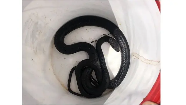 Ular Hitam Panjang 2 Meter Ditemukan dalam Toilet, Bikin Pemilik Rumah Histeris