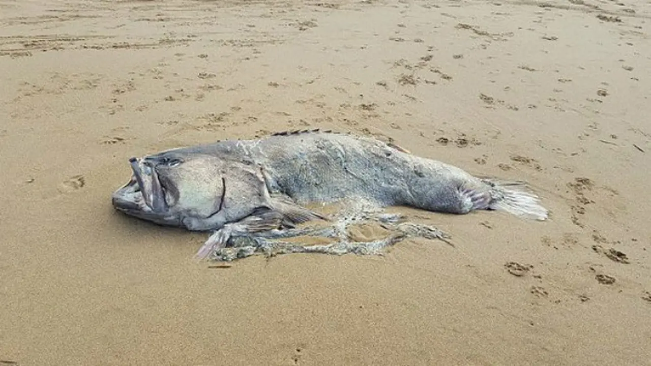 Seekor ikan raksasa ditemukan terdampar di Australia