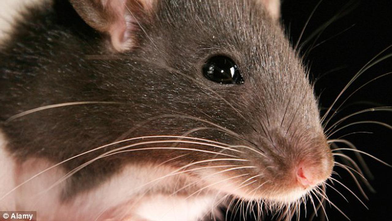 Tikus Lari-lari Dalam Pesawat India, Terbang Ditunda usai Steril