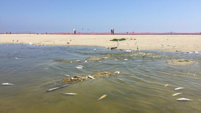 Ribuan ikan ditemukan mati mengambang di Laguna Malibu (Malibu Lagoon)