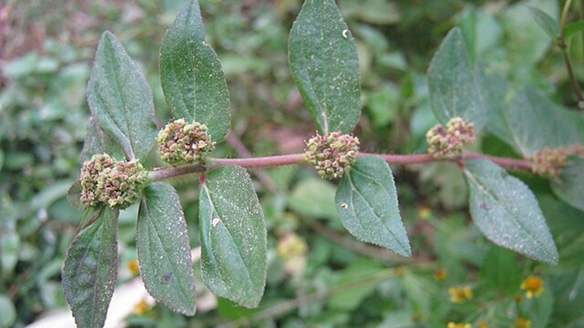 Cara Minum Air Rebusan Patikan Kebo yang Aman dan Dianjurkan