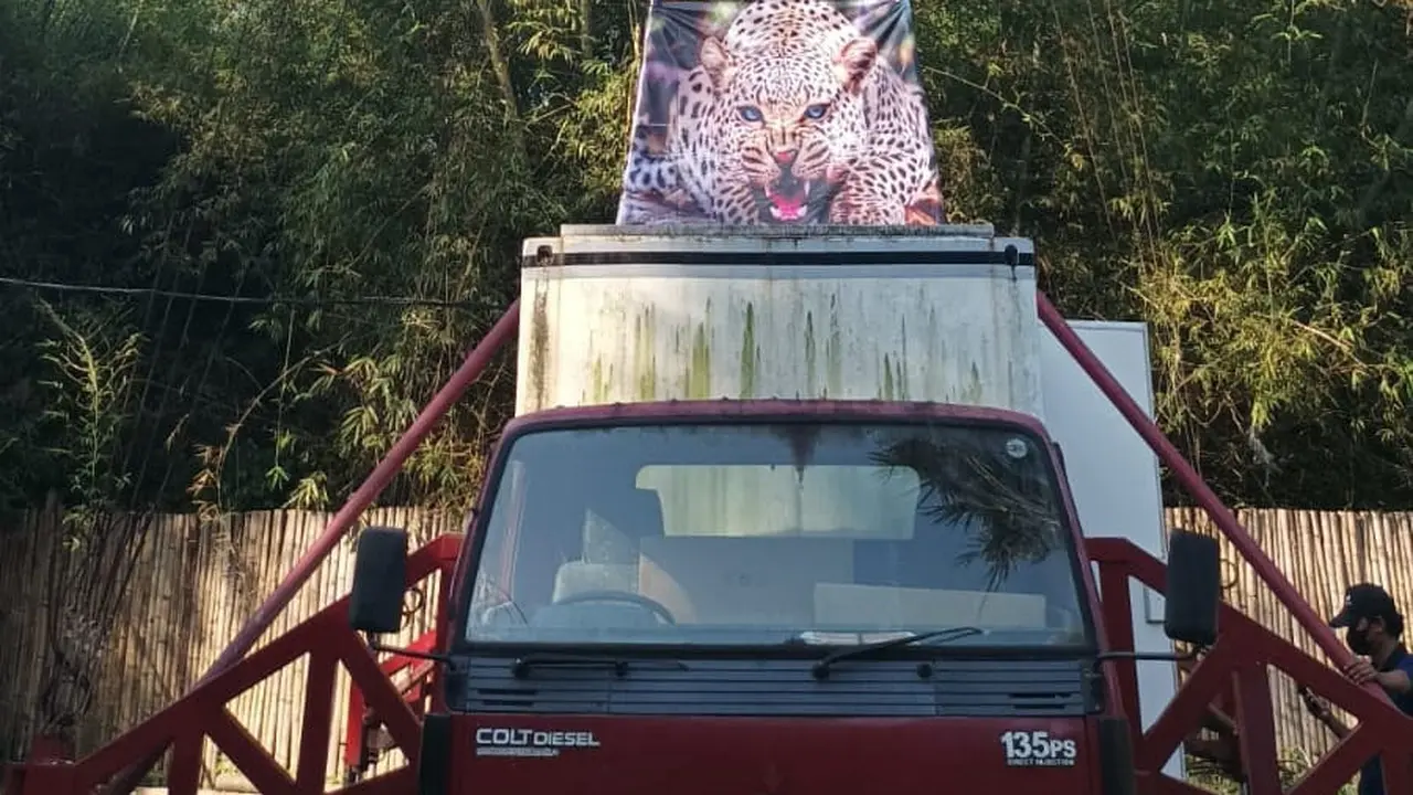 Gambar harimau dipasang di mobil untuk mengantisipasi gangguan monyet liar (Istimewa)