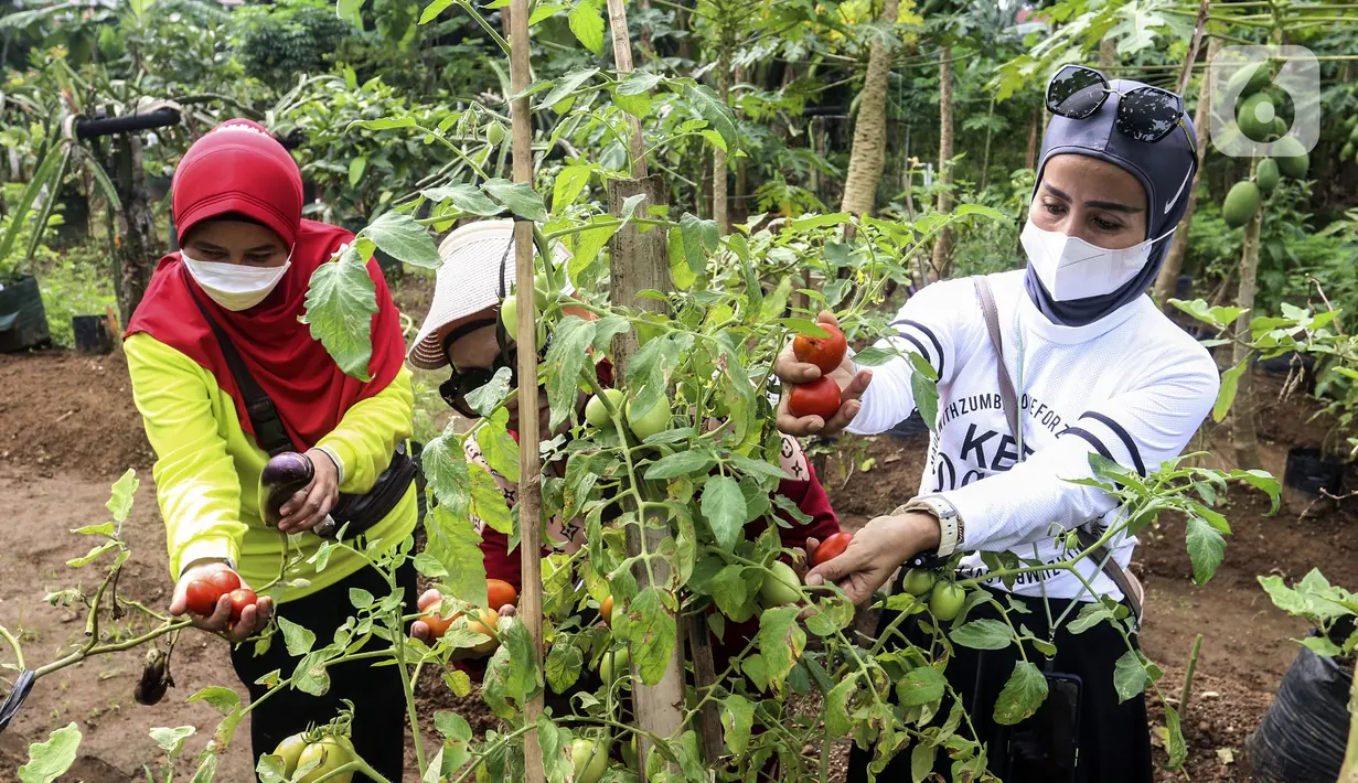 Warga memanen hasil pertanian di Susia Garden, Kalibata, Jakarta, Sabtu (12/2/2022). Di tempat ini warga bisa memanen langsung dan membeli hasil pertanian dari kebun tersebut. (Liputan6.com/Johan Tallo)