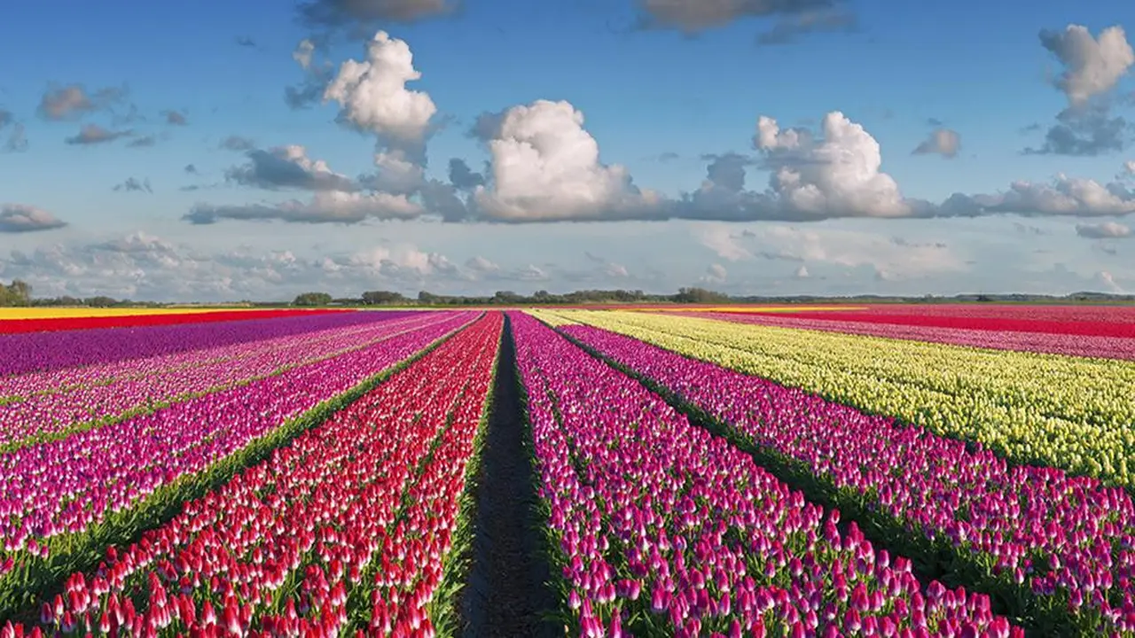 Taman bunga di Amsterdam, Belanda.