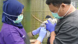 Dokter hewan yang juga aktivis ASTI memeriksa kaki burung Junai Emas yang diamputasi  (Caloenas nicobarica) yang merupakan hasil sitaan dari warga di tempat Pusat Transit Satwa Gadog ASTi, Bogor, Senin (11/3). (merdeka.com/arie basuki)