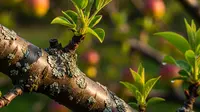 9 Tips Merangsang Tunas Baru pada Pohon Buah agar Panen Melimpah