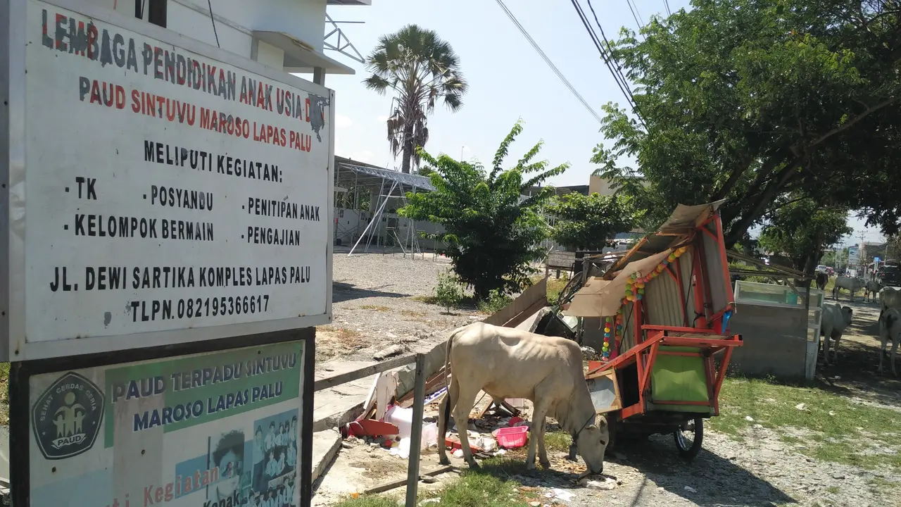Sapi makan sampah
