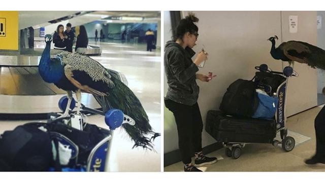 7 Potret Kelakuan Manusia yang Terlalu Sayang Binatang Ini Bikin Geleng Kepala