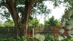 Ular Piton Sembunyi di Dasbor Mobil, Petugas Damkar Florida Lakukan Evakuasi Dramatis