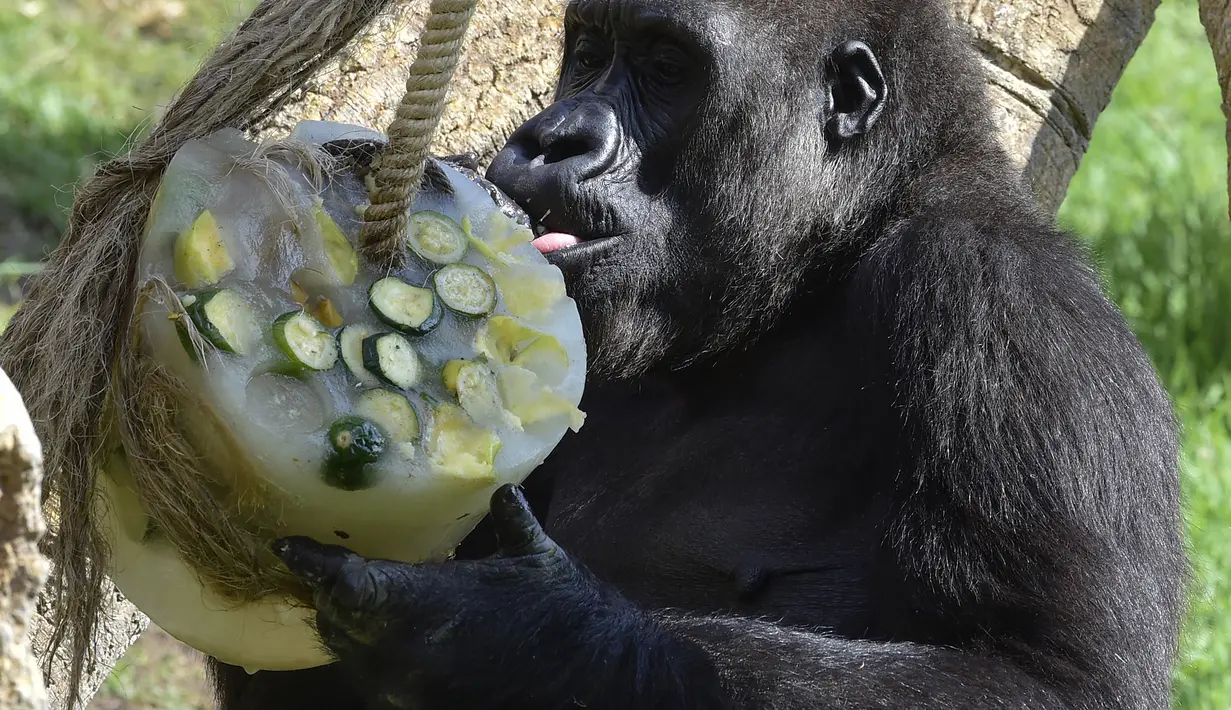 Seekor gorila menjilat buah yang telah dibekukan di kebun binatang Bioparc di Valencia, Italia. (23/7). Pemberian makanan beku ini dikarenakan suhu panas yang melanda Italia. (AFP PHOTO / Jose Jordan)