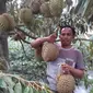 Yayat, pemilik sekaligus pengelola kampung durian di Garut, Jawa Barat, menunjukan buah durian siap panen di kebunnya (Liputan6.com/Jayadi Supriadin)