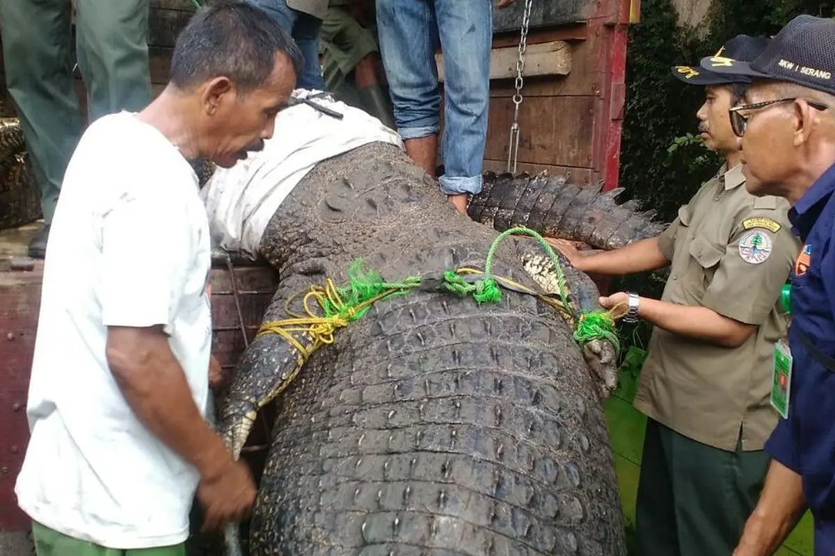 Buaya