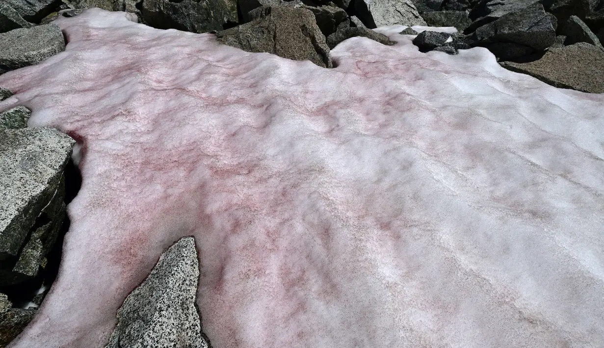 Foto udara pada 4 Juli 2020 di atas gletser Presena dekat Pellizzano, Italia menunjukkan salju berwarna pink atau merah muda. Para ilmuwan di Italia kini tengah meneliti penampakan misterius es pink atau merah muda di Pegunungan Alpen yang diduga disebabkan alga. (Photo by Miguel MEDINA / AFP)