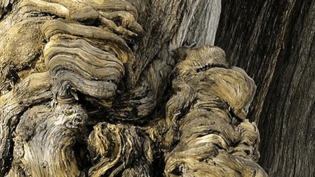 Temukan kucing yang tengah bersembunyi di dalam foto ini.