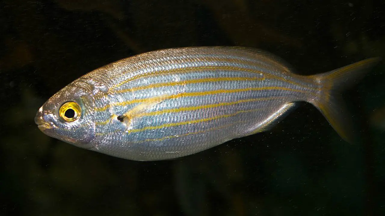 Sarpa salpa atau salema porgy