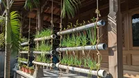 Cara Membuat Kebun Daun Bawang Gantung dari Paralon Bekas dan Tali Rumah