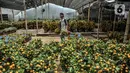 Pekerja mengangkat pohon jeruk Kim Kit di Meruya, Jakarta Barat, Selasa (25/1/2022). Banyak warga membeli pohon jeruk Kim Kit untuk dikirim kepada kerabat dan juga sebagai hiasan Imlek. (merdeka.com/Iqbal S. Nugroho)