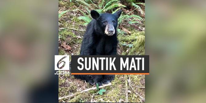 VIDEO: Ramah Pada Manusia, Beruang Hitam di AS Disuntik Mati