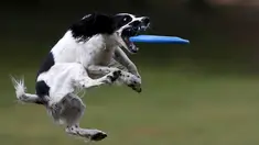 Seekor anjing menangkap frisbee dalam kompetisi frisbee anjing di Moskow, Minggu (13/9). Anjing dan pemiliknya ambil bagian dalam berbagai kategori jarak dan tes akurasi pada kompetisi untuk menilai keterampilan frisbee mereka. (REUTERS/Sergei Karpukhi)