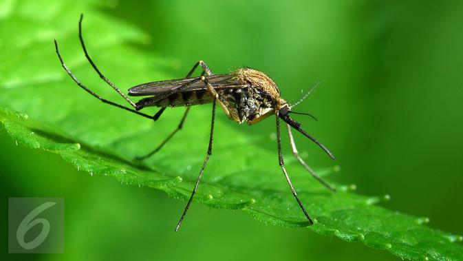 Demi mencegah penyakit karena nyamuk saat Asian Games, Kementerian Kesehatan RI sarankan beberapa hal berikut ini (iStockphoto)