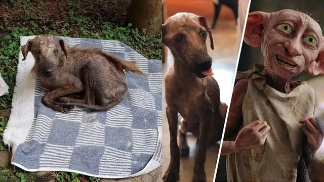Transformasi anjing liar