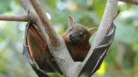 Balitbangkes akan mengumpulkan 305 ribu spesimen nyamuk, 42 ribu spesimen tikus dan 24 ribu spesimen kelelawar