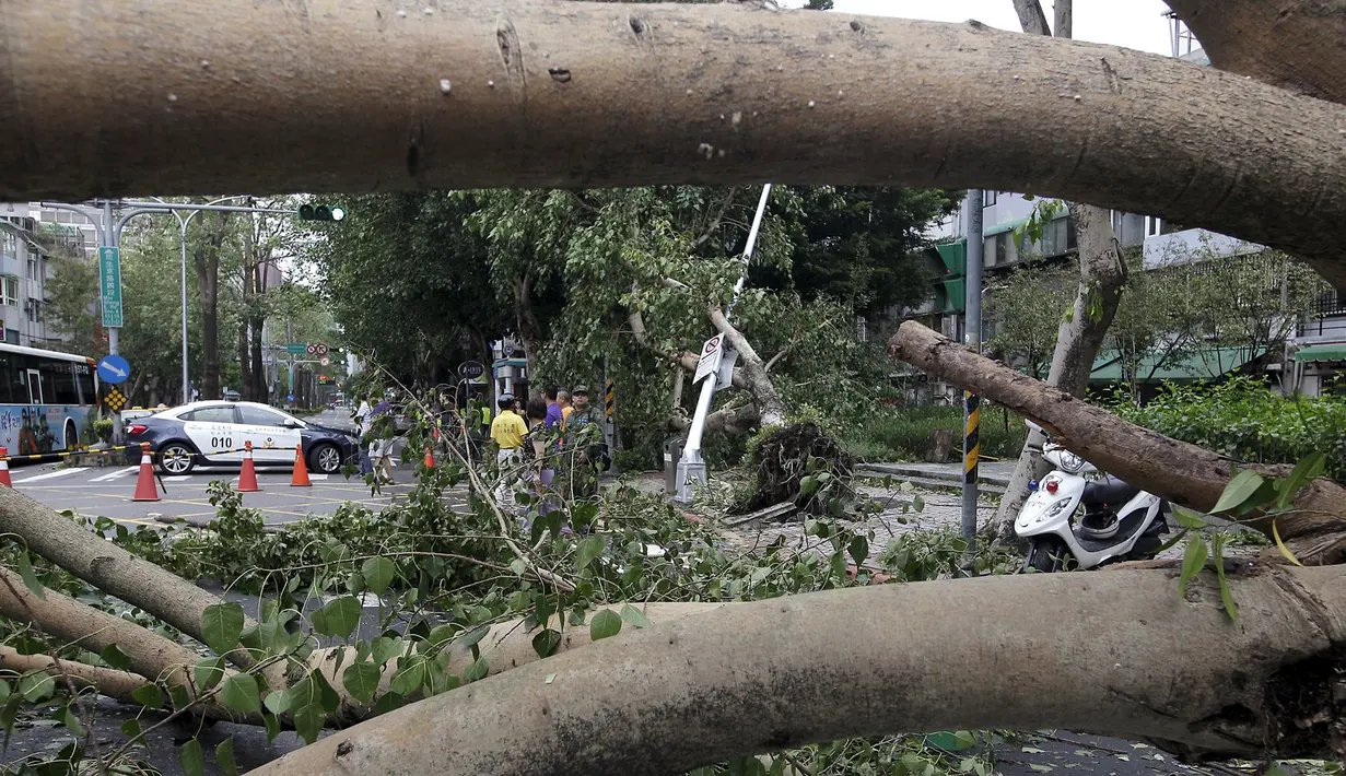 Pohon tumbang akibat Topan Dujuan terlihat melintang di jalanan Taipei, Taiwan, Selasa (29/9/2015). 24 orang mengalami cedera akibat topan raksasa Dujuan. (REUTERS/Pichi Chuang)